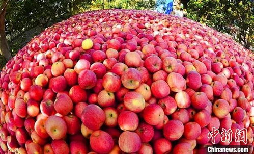 世界广泛种植的苹果何以在新疆阿克苏独一无二