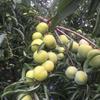 彭州市亲亲果园水果种植农民专业合作社