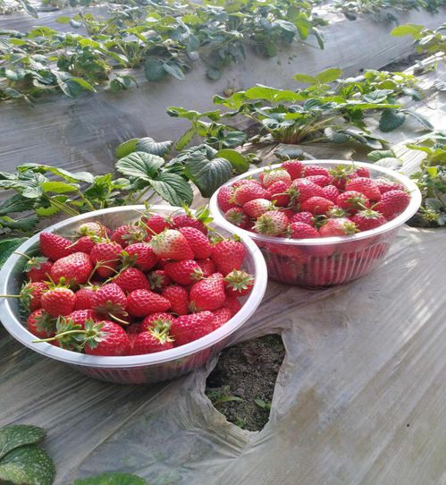 盐碱地上种出 精品 草莓, 大棚工厂 给新疆莎车县带来这些改变