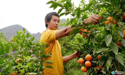 奋斗者·正青春 | 夫妻回乡创业 种百亩水果带着村民一起致富