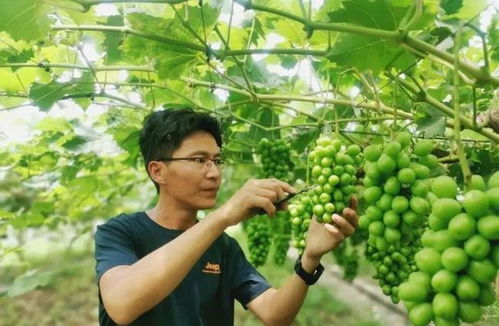 研究生夫妻回乡务农 你以为的学历浪费,何尝不是他人的梦想之路